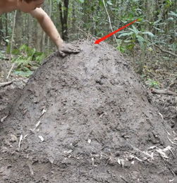 木炭 从古老技艺到文明之火